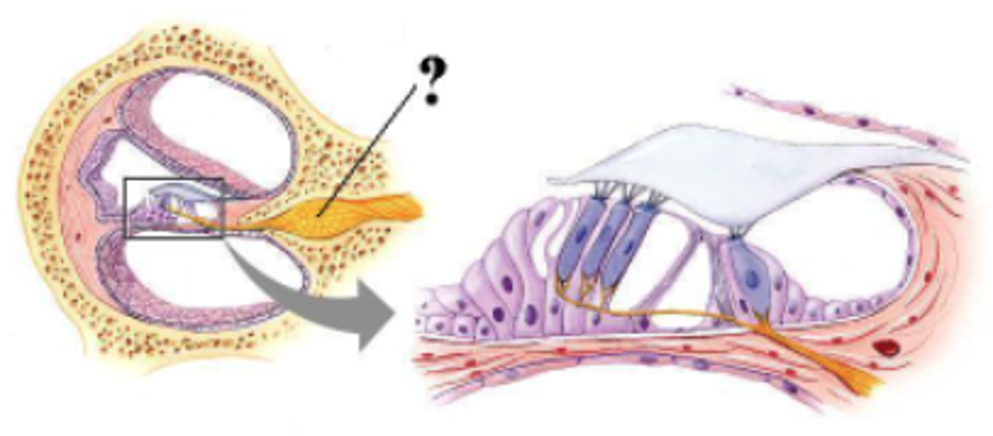 <p>spiral ganglion</p>