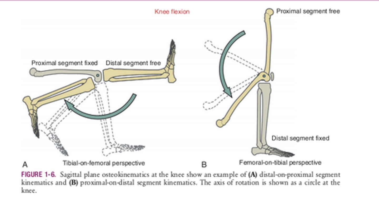 <p>1. open kinetic chain</p><p>2. closed kinetic chain</p>