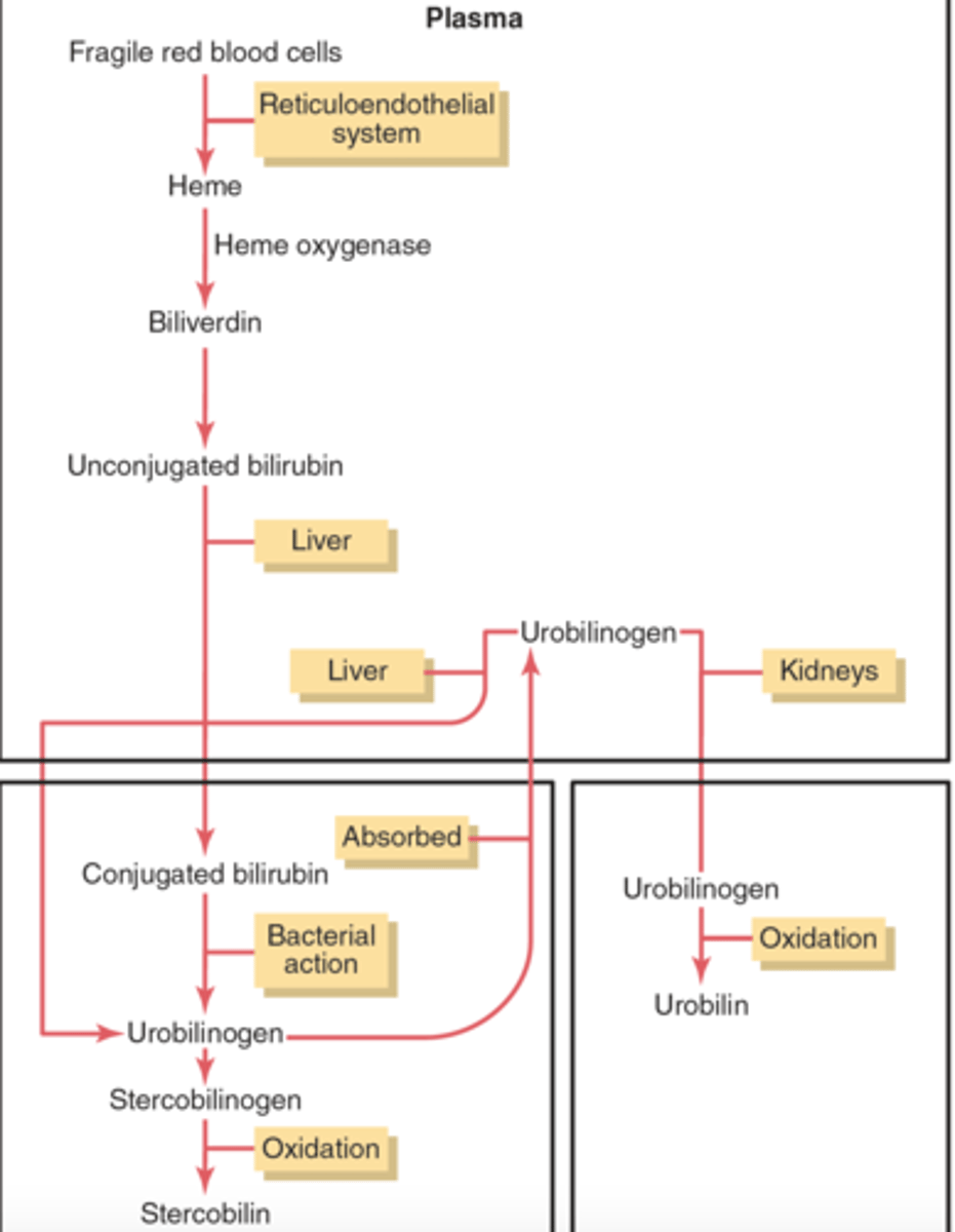 <p>excessive lysis of RBCs (ex: autoimmune) -> hepatocytes cannot conjugate bilirubin fast enough, it enters blood-> unconjugated hyperbilirubinemia= deposits in tissues= jaundice</p>