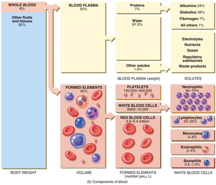 <p>Erythrocytes (Red Blood Cells), Leukocytes (White Blood Cells), and Thrombocytes (Platelets)</p>