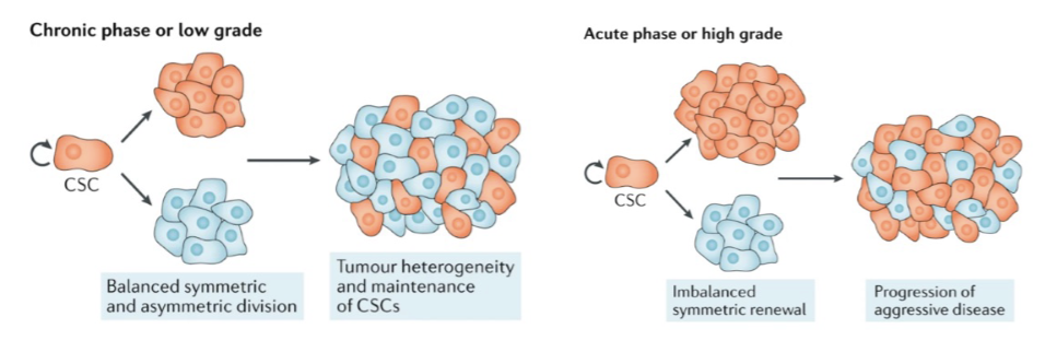 <p>Cell fate determinants are asymmetrically inherited in normal stem cell divisions.</p><p>Dysregulation of asymmetric cell divisions can lead to increased self-renewal.</p><p>asymmetric localization of proteins can inc SC in tumor</p>