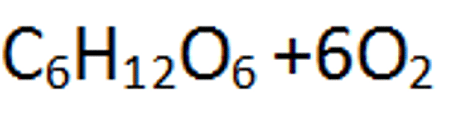<p>glucose and oxygen</p>