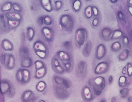 <p>What tissue is this?<br>Where is it located?</p>