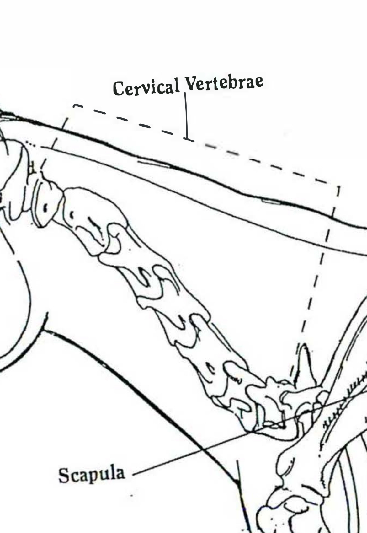 <p>Cervical vertebrae </p>