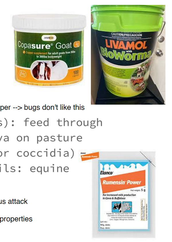 <p>bio: this is a fungus that goats eat → poop out → fungus attacks worms</p><p>ion: commonly fed to LA’s to promote growth &amp; they can have anit-protozoal properties if we give extra </p>