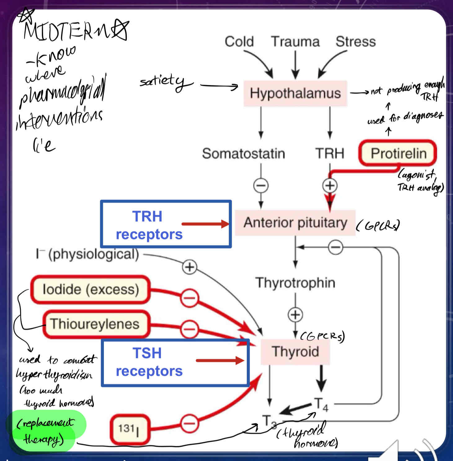 <ul><li><p>promotes thyroid hormone synthesis</p></li></ul>