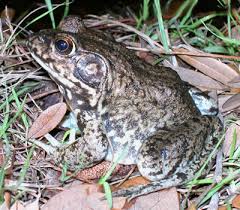 <p>river frog other info</p>