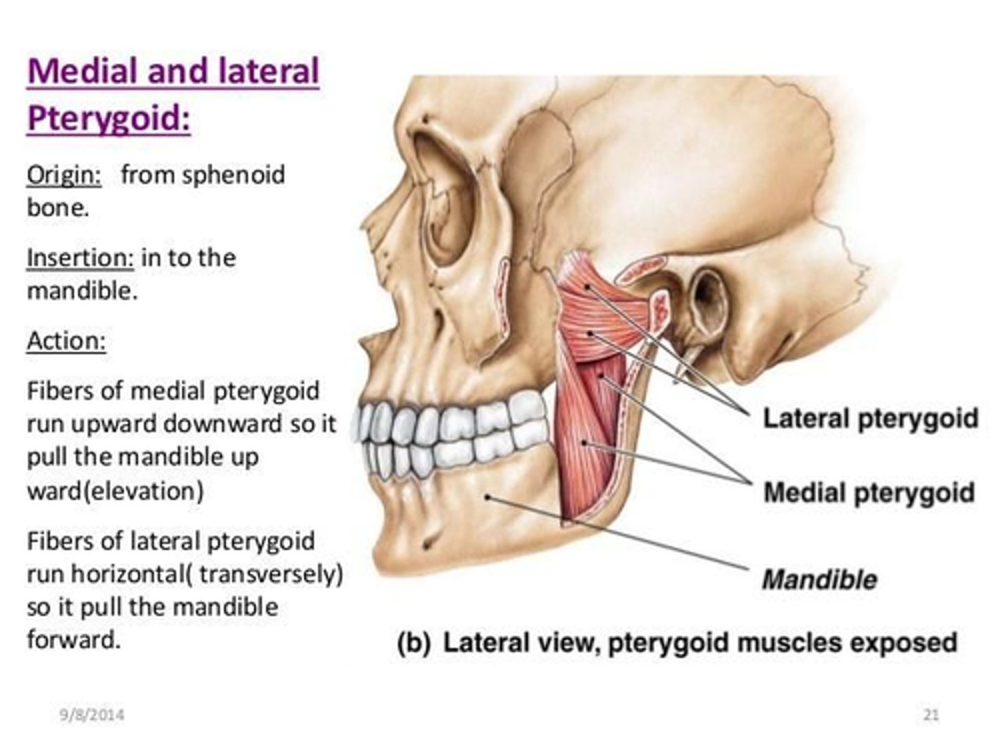 <p>• Elevate mandible</p><p>• Assist with mandible protrusion</p>