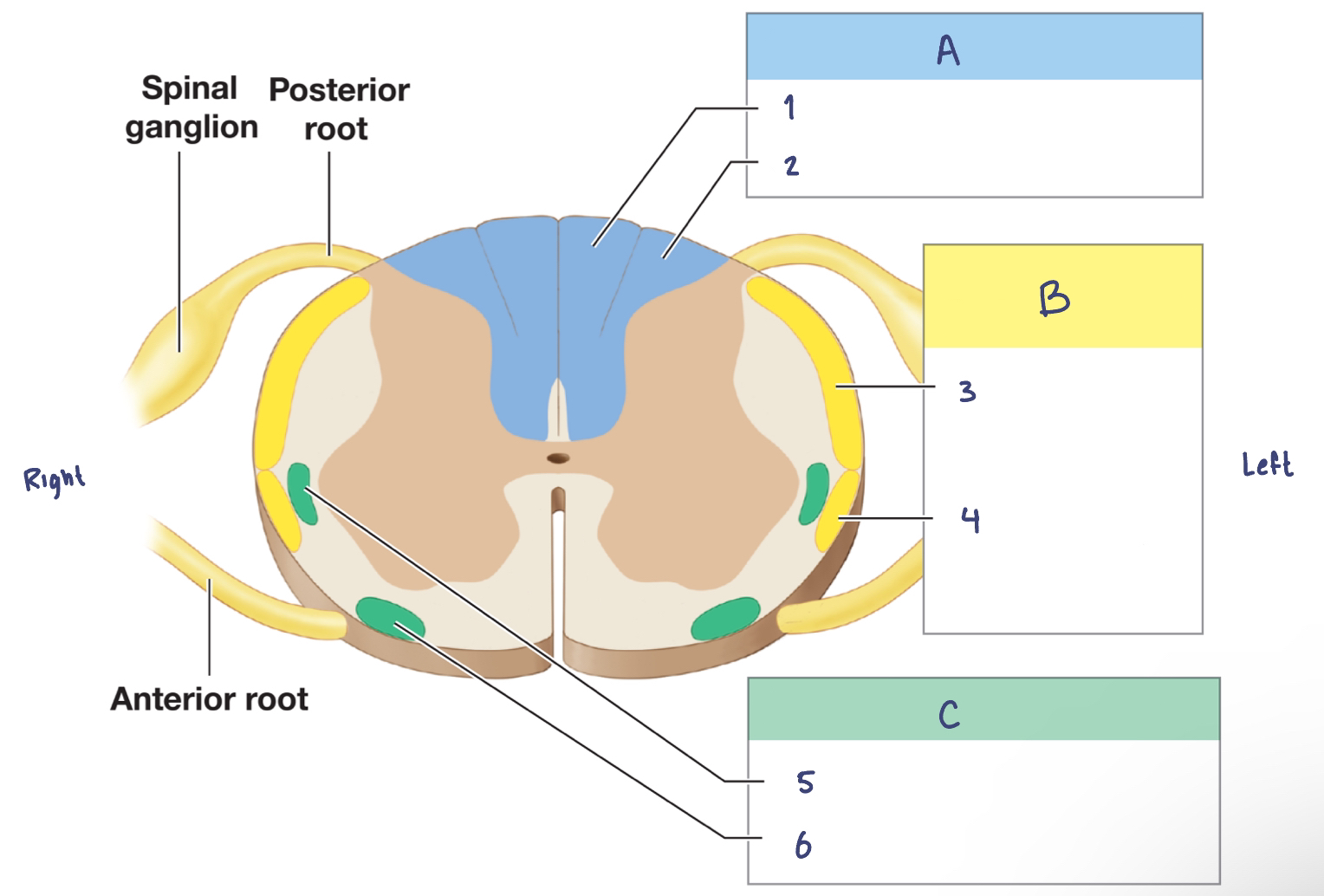 <p>A. Posterior Column Pathway</p><ol><li><p>Gracile fasciculus</p></li><li><p>Cuneate fasciculus</p></li></ol><p>B. Spinocerebellar Pathway</p><ol start="3"><li><p>Posterior spinocerebellar tract</p></li><li><p>Anterior spinocerebllar tract</p></li></ol><p>C. Spinothalamic Pathway</p><ol start="5"><li><p>Lateral spinothalamic tract</p></li><li><p>Anterior spinothalamic tract</p></li></ol><p></p>