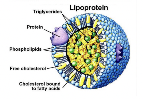<p>Polar macromolecular lipid-phospholipid protein spherical assembly that is water soluble. </p><p></p><p>They consist of a lipid <u>monolayer</u> with polar surface exposed to water and hydrophobic tails pointing inward. </p>