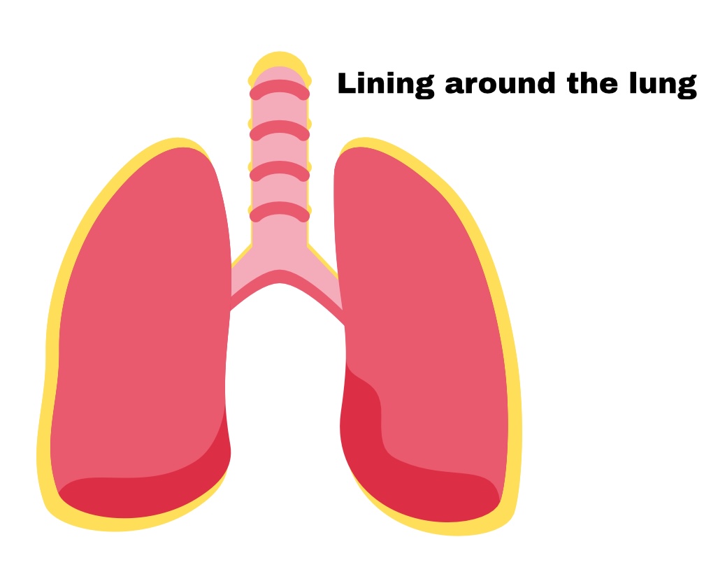 <p>membrane around lungs</p>