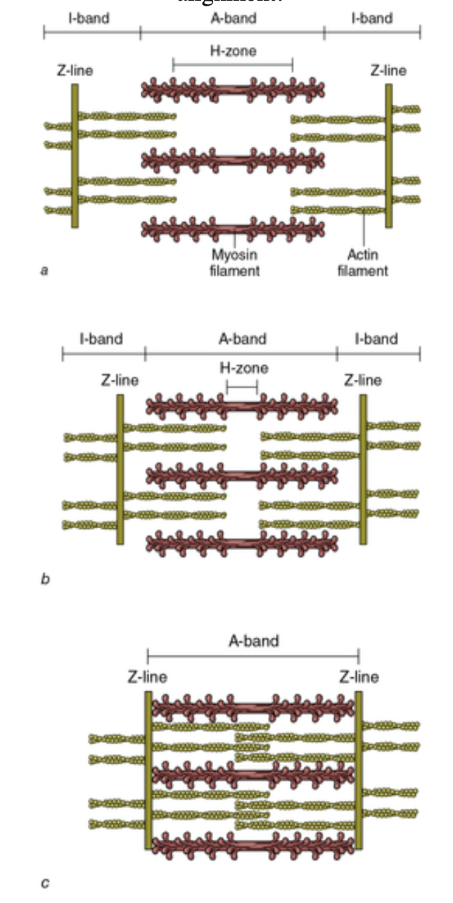 <p>False! → </p><ol><li><p>In stretched muscle the I-bands and H-zone are elongated, and there is LOW force potential due to reduced crossbridge-actin alignment</p></li><li><p>When muscle contracts partially, the I-bands and H-zone are shortened. Force potential is HIGH due to optimal crossbridge-actin alignment</p></li><li><p>With contracted muscle, force potential is low because the overlap of actin reduces the potential for crossbridge-actin</p></li></ol><p></p>