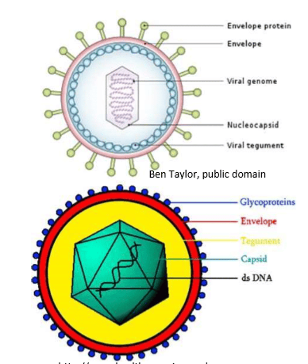 <p>Protein and genetic material</p>