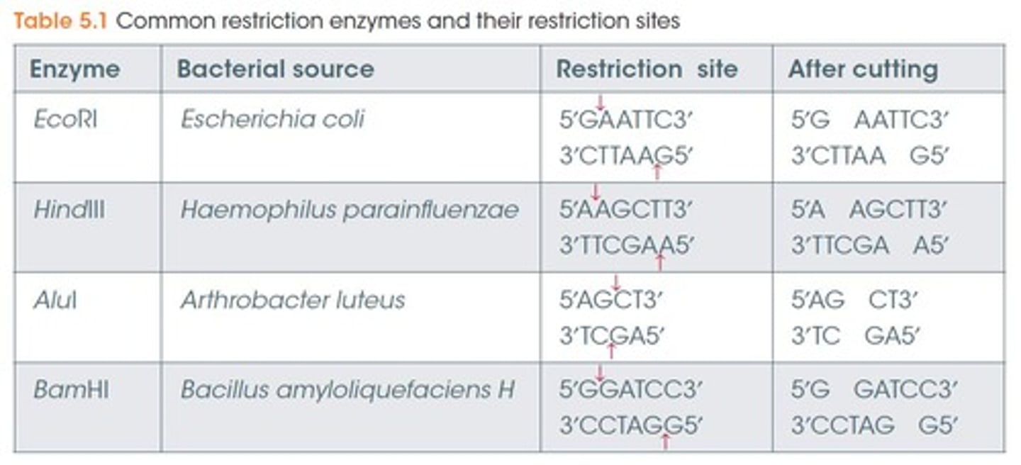 <p>Enzymes from bacteria that cut DNA at specific sites.</p>