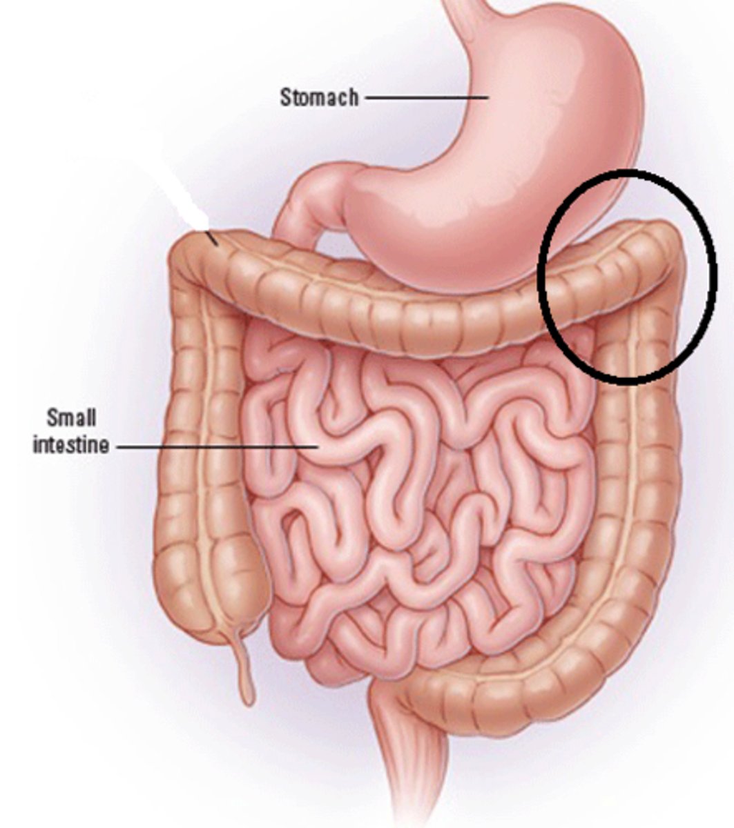 <p>the bend in the colon between the transverse colon and the descending colon</p>