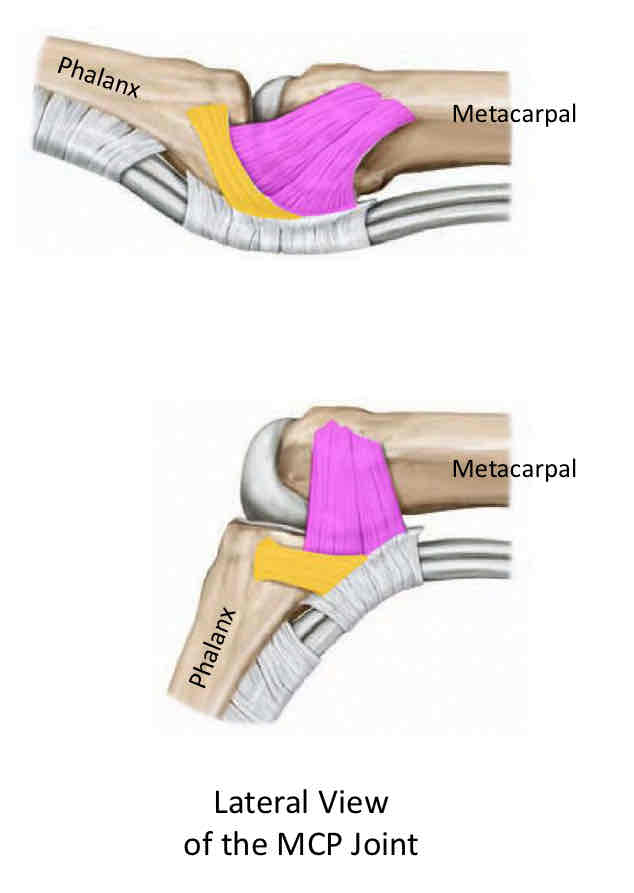 <p>Finger Ligaments</p>