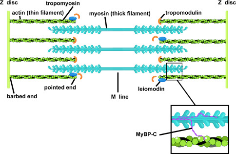 <p>What do thin filaments<strong> attatch</strong>&nbsp;to?</p>