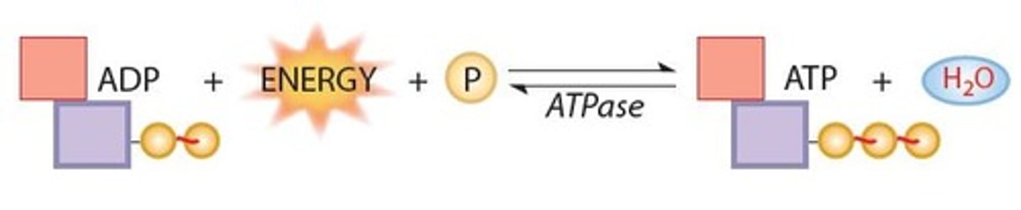 <p>ATP (high energy) loses phosphate (energy released), creating ADP (low energy). Then, the ADP gains phosphate (energy gained), turning back into ATP and the cycle continues.</p>