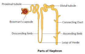 <p>Descending loop of Henle</p>