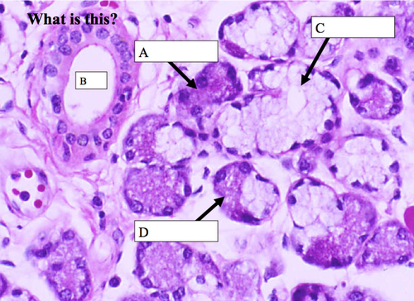 <p>name structure B</p>