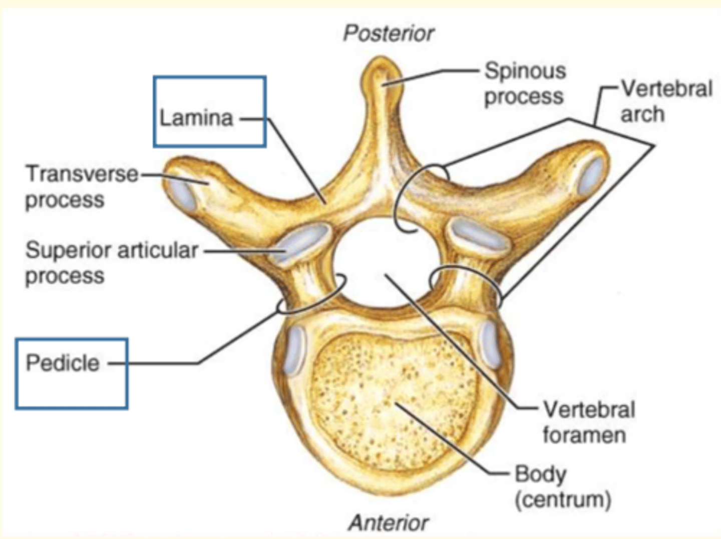 <p>Connects transverse process to body of vertebra</p>