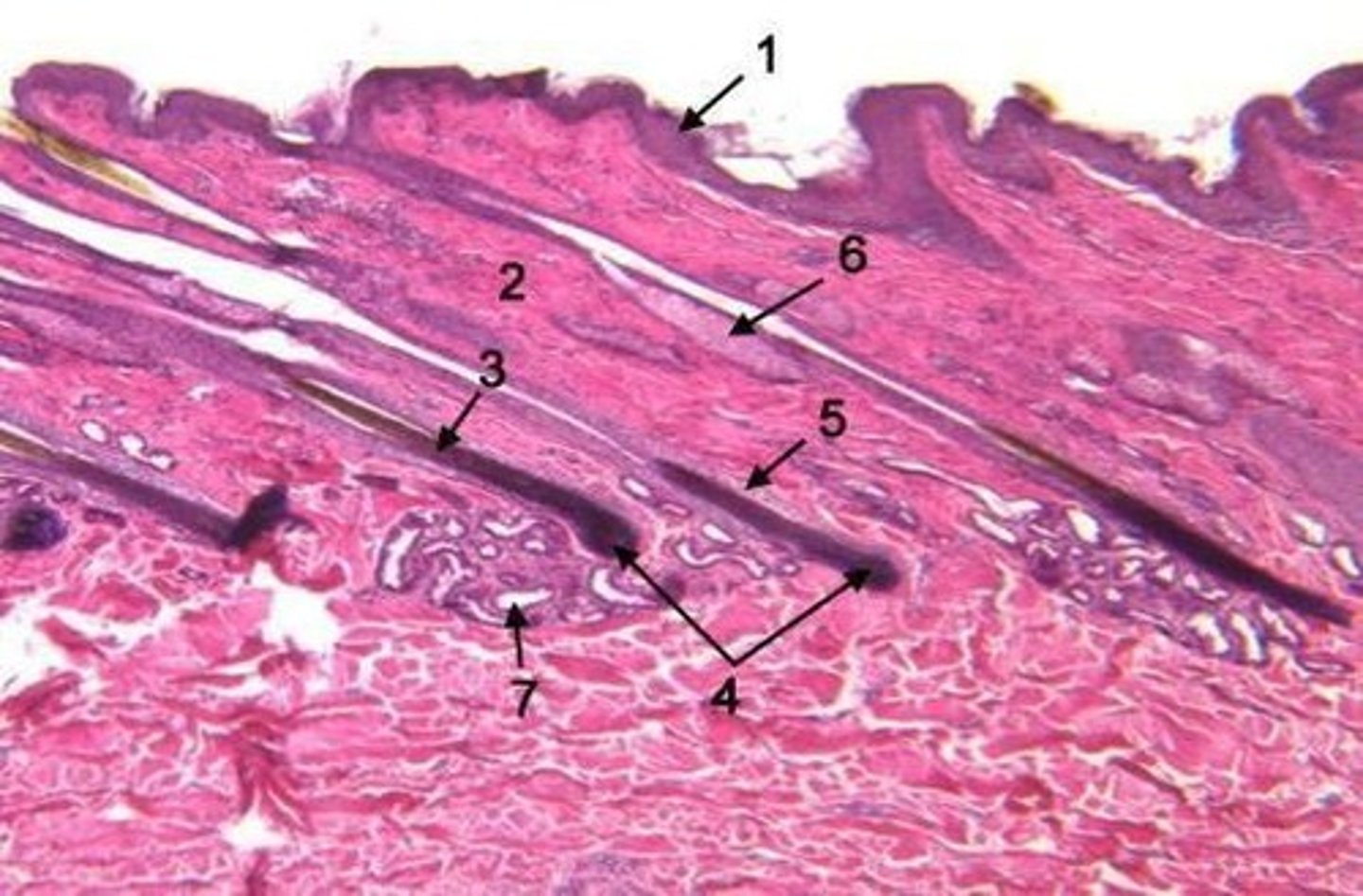 <p>The skin structure from which a feather grows.</p>