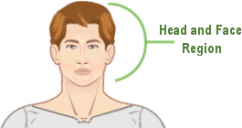 <p>Head region; includes facial features such as frontal, orbital, nasal, oral, mental.</p>