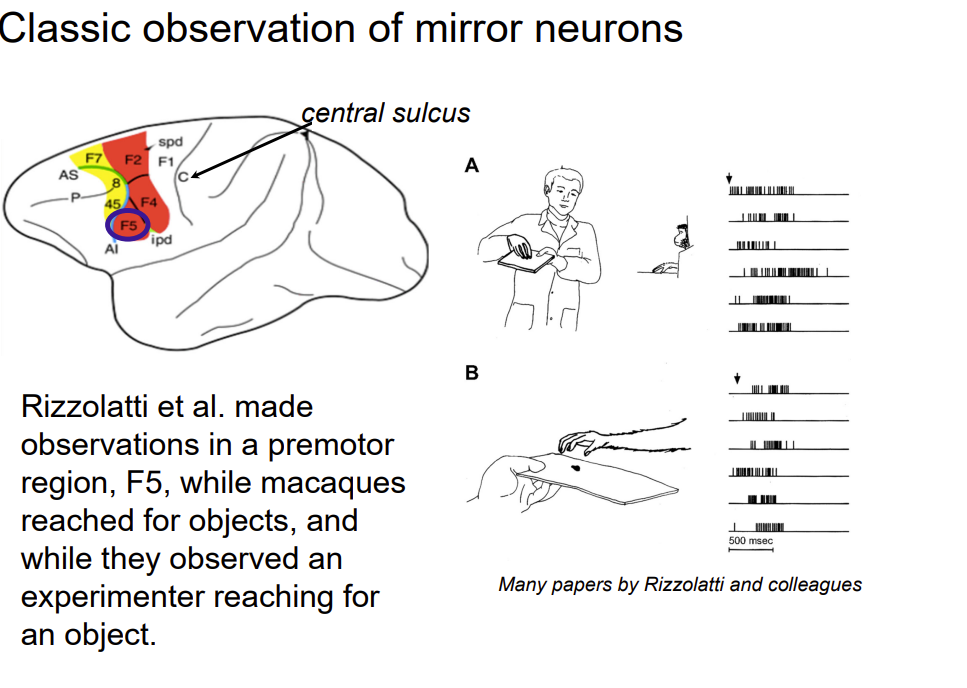 <p>Interestingly, motor activity in these cells seems to encode something relatively abstract</p>