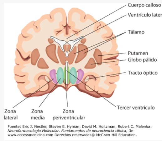 <p>zona periventricular</p><p>zona medial </p><p>zona lateral </p>
