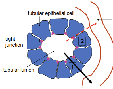 <ol><li><p>Transepithelial transport = plasma proteins (major)</p></li><li><p>Diffusion across tight junctions = paracellular (minor)</p></li></ol><p>Always occurring from lumen of tubule (nephron) to the peritubular capillary</p>