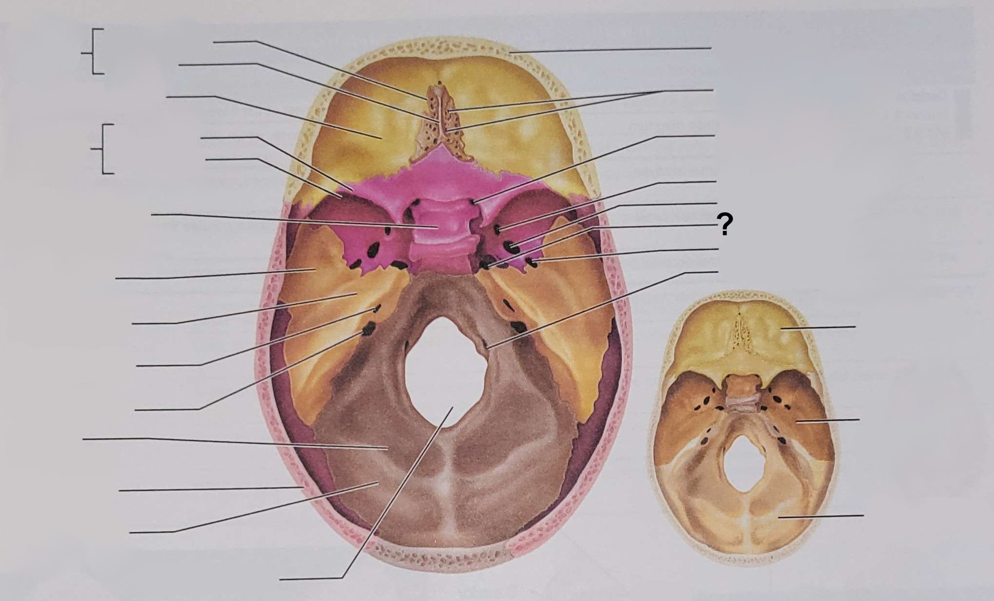 <p>Name the indicated structure</p>