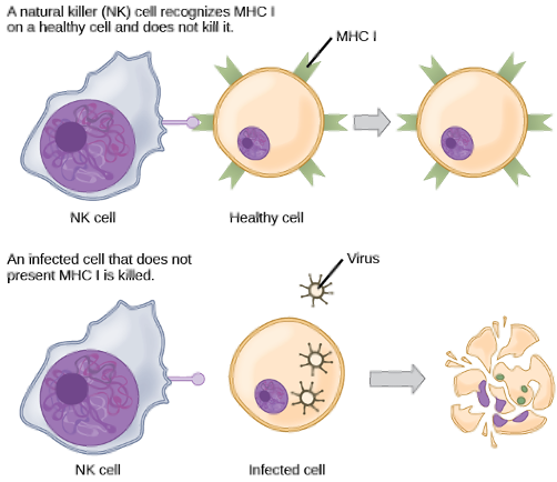 <p><span>•Cells make direct contact</span></p><p><span>•E.g. – NK cells use MHC to recognize “self” cells and cells infected by pathogens</span></p><p>Top: Recognition of a Healthy Cell <span data-name="check_mark_button" data-type="emoji">✅</span></p><p></p><ul><li><p>In this scenario, the NK cell on the left interacts with a healthy body cell.</p></li><li><p>The healthy cell displays specific "self" markers on its surface (like <strong>MHC proteins</strong>).</p></li><li><p>The NK cell recognizes these markers, which sends an inhibitory signal telling it "this cell is friendly." The NK cell disengages, and the healthy cell is left unharmed.</p></li></ul><p></p><p>Bottom: Killing of an Infected Cell <span data-name="cross_mark" data-type="emoji">❌</span></p><p></p><ul><li><p>In this scenario, a cell has been infected by a pathogen (like a virus).</p></li><li><p>Many infected or cancerous cells stop displaying the normal "self" markers on their surface.</p></li><li><p>The NK cell recognizes the absence of these inhibitory signals. This lack of a "don't kill me" signal activates the NK cell, which then releases cytotoxic molecules that kill the infected cell, causing it to break apart.</p><p></p></li></ul><p></p>