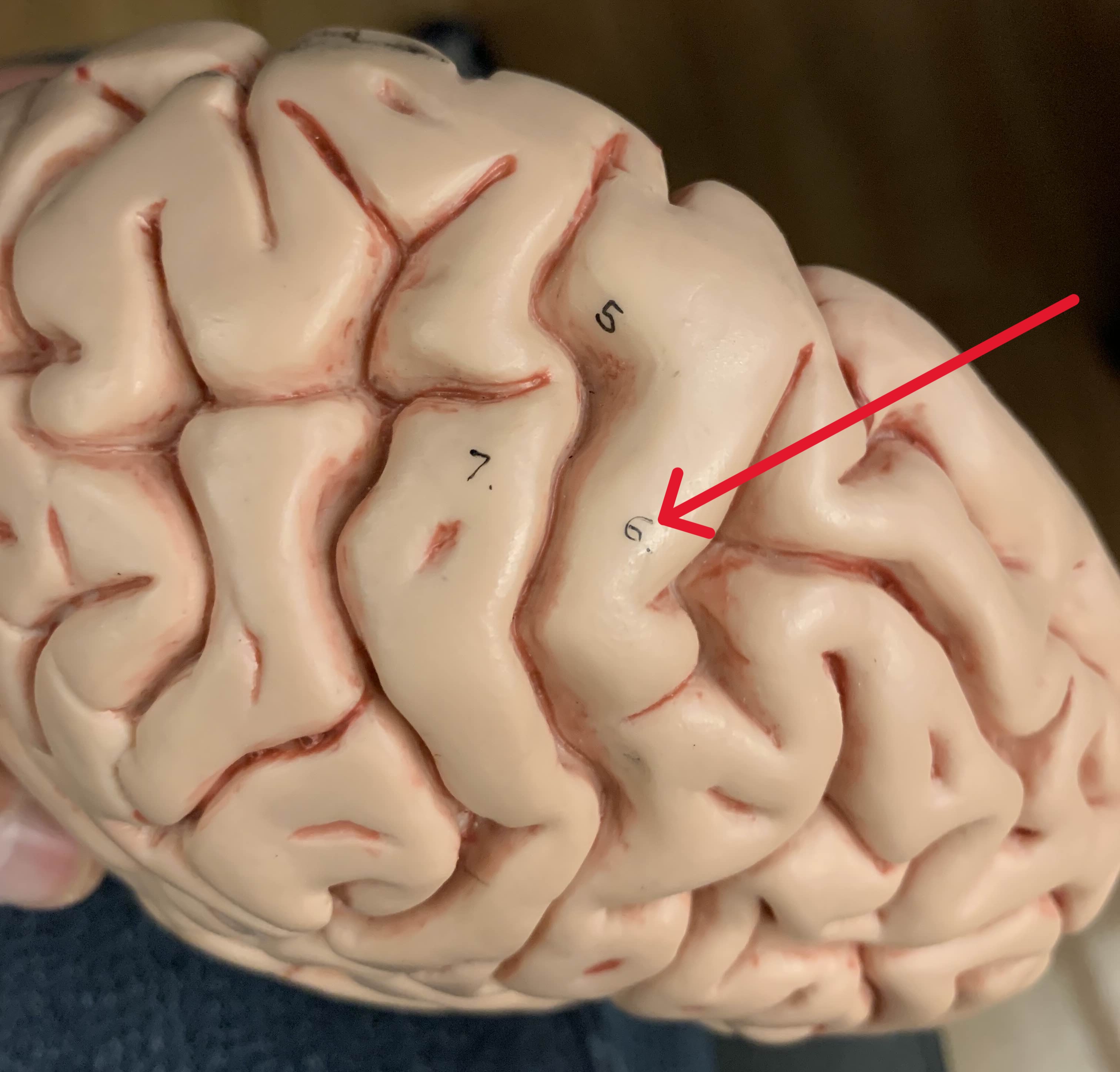 <p>Which part of the brain is:</p><ul><li><p>Anterior to central sulcus</p></li><li><p>Posterior end of frontal lobe</p></li></ul><p></p>