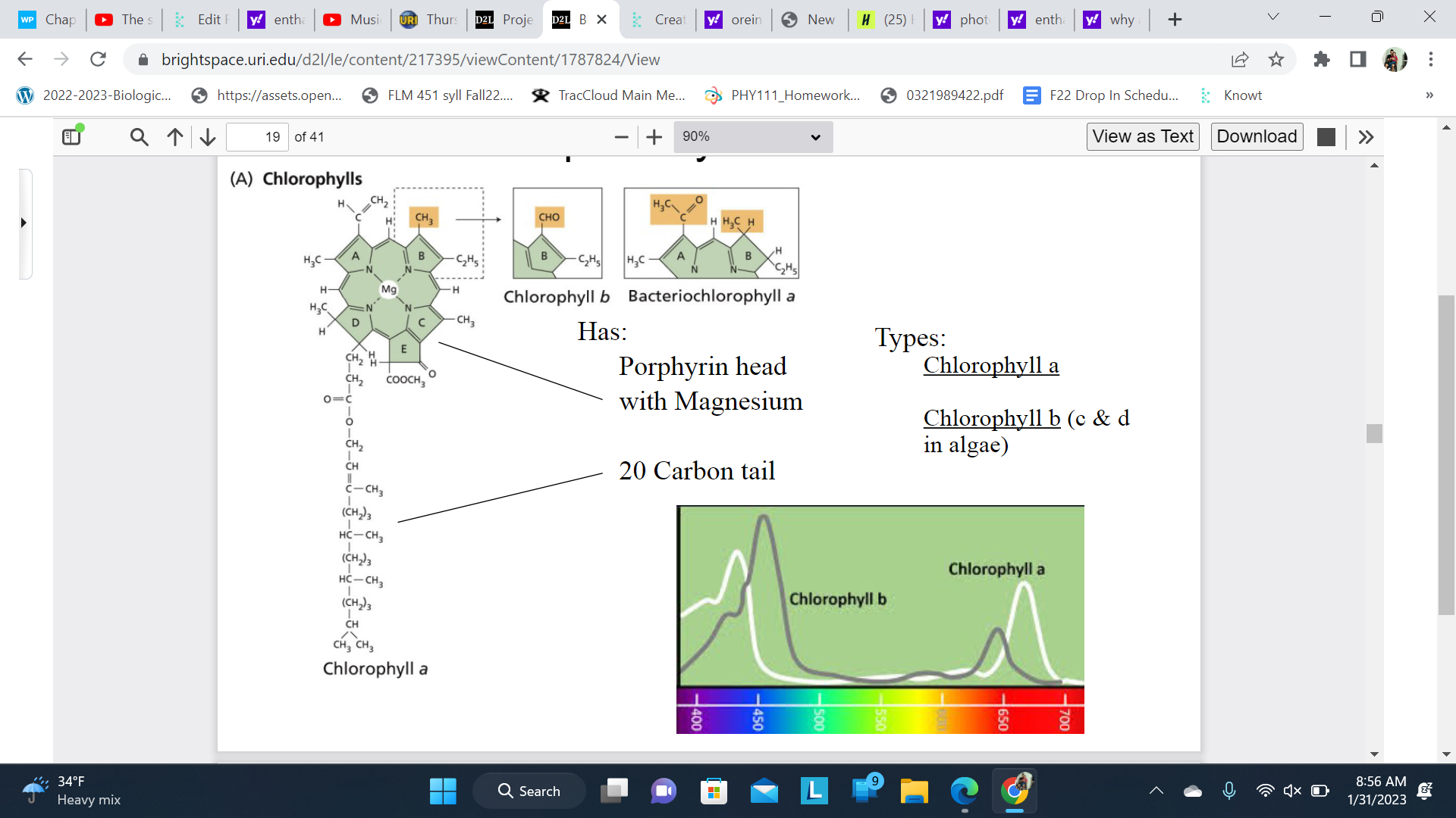 Large chlorophylls ring

\
A glove or mit to absorb the light

\
Chlorophyll a is the primary pigment inphotosynthesis