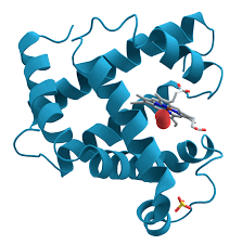 <p>A biologically functional molecule consisting of one or more polypeptides folded and coiled into a specific three-dimensional structure. </p>
