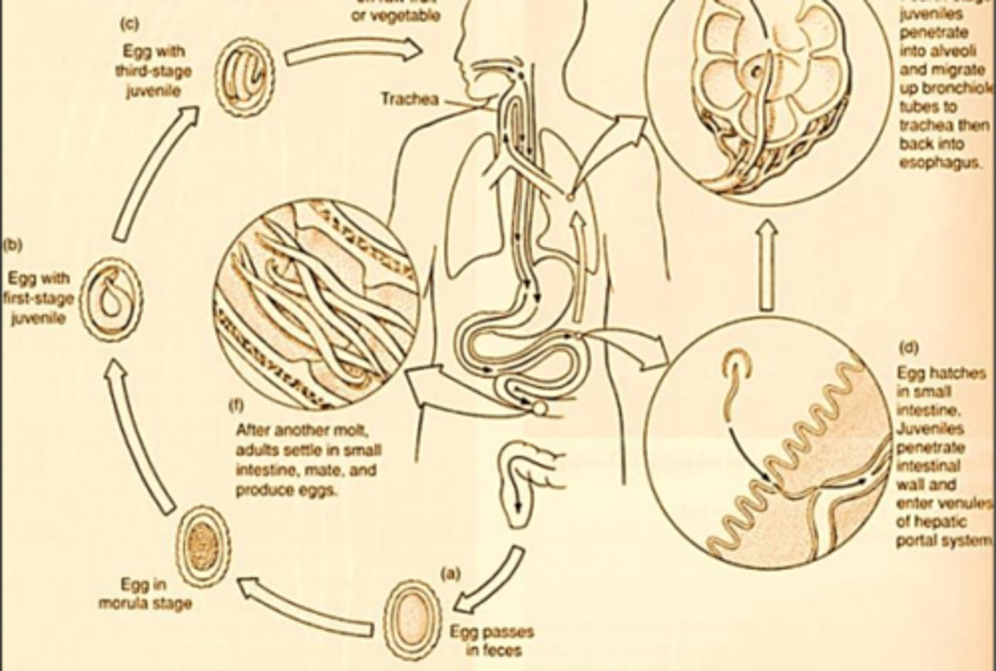 knowt flashcard image