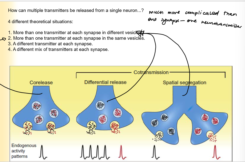 <ol><li><p>More than one NT at each synapse in different vesicles</p></li><li><p>More than one transmitter at each synapse in the same vesicles</p></li><li><p>A different transmitter at each synapse</p></li><li><p>a mix of NT at each synapse </p></li></ol>