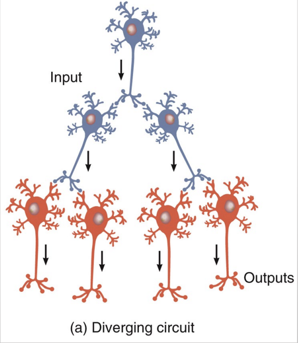 <ul><li><p>diverging circuits: a <strong>single</strong> presynaptic neuron synapses with <strong>several post synaptic neurons </strong></p></li><li><p>stimulate multiple muscle groups simultaneously </p></li></ul><p></p>