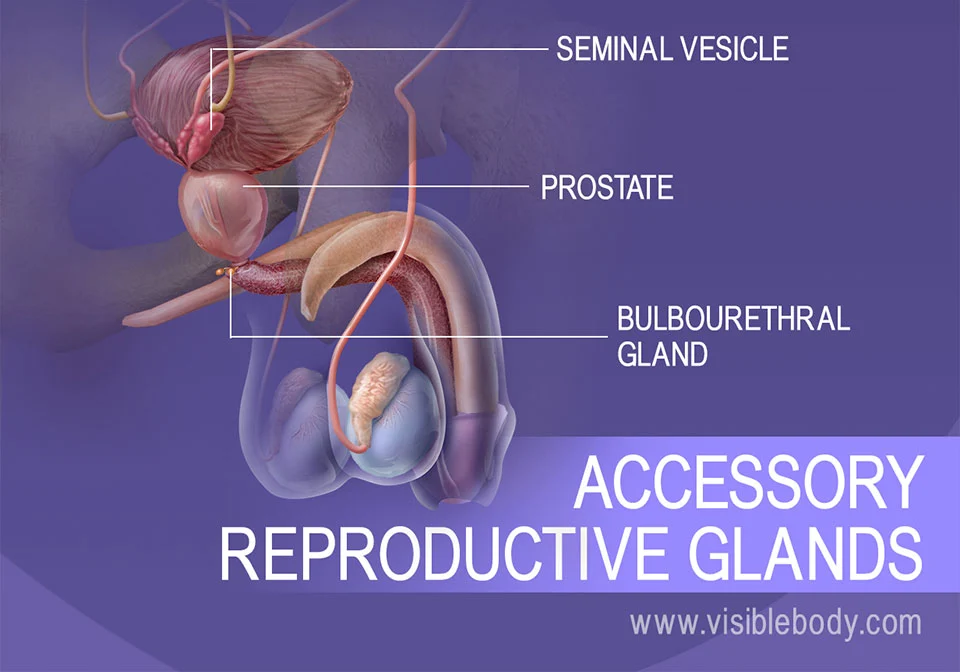 seminal vesicles, prostate, bulbourethral glands
