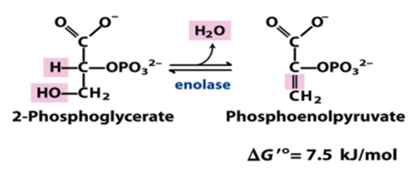 <p>reactant: 2-phosphoglycerate</p><p>enzyme: enolase</p><p>product: phosphoenolpyruvate (PEP)</p><p>- dehydration, H2O eliminated</p>