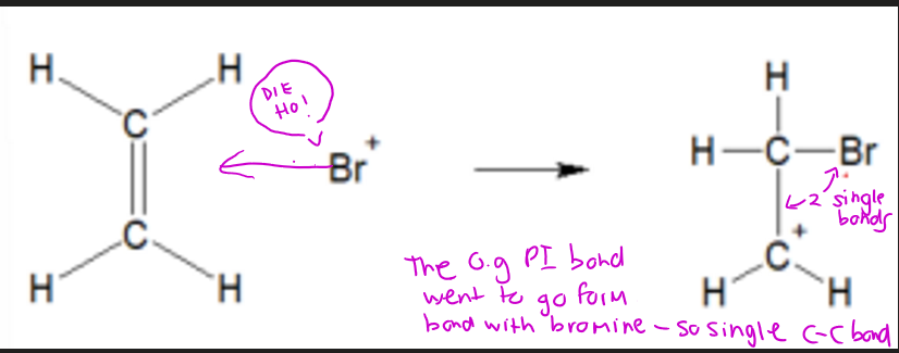 <p>c=c double bond IS BROKEN to form sigma bond with bromine, this leaves only a single sigma bond between the two carbon atoms</p>