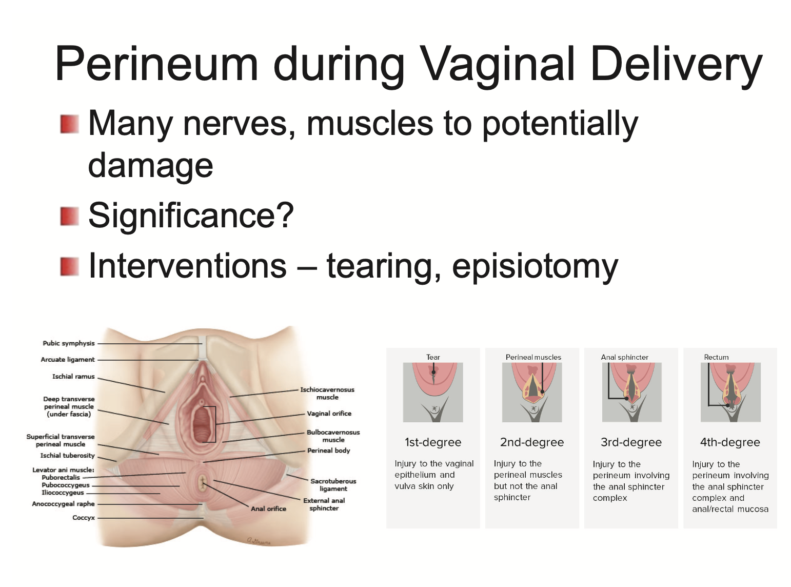 <p>Many nerves and muscles are vulnerable to damage</p><ul><li><p>interventions for tearing → episiotomy (cut sideways)</p></li></ul><p></p>