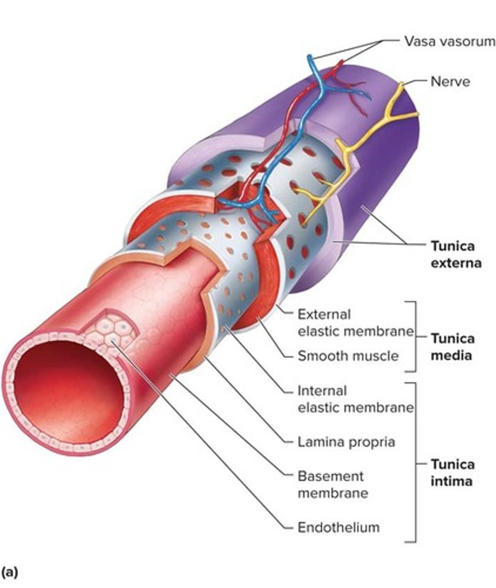 <p>Tunica interna, tunica media, and tunica externa.</p>