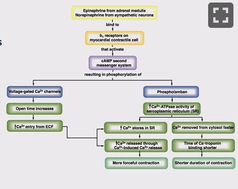 <p>Noradrenaline (or drug) binds to β₁ adrenic receptor, if on SA node heart rate increases, if in ventricular muscle cAMP second messenger system activated, opens voltage-gated calcium channels, so more calcium enters the cell from ECF, this in turn triggers more release of calcium from the SR (also more calcium in the SR), triggers more forcefull contraction, this is a positive ionotrophic effect, cAMP also increases Phospholamban, increases the mechanism pulling calcium into the SR, the next time they release the calcium they have more to release, more forcefull and shorter contractions (as calcium put back fast)</p>