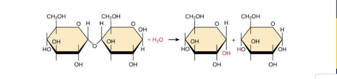 <p>What pathway/reaction is this?</p>