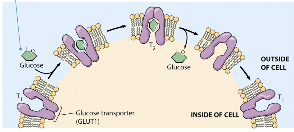 <ul><li><p>facilitated diffusion</p></li><li><p>passive transport</p></li></ul><p></p>