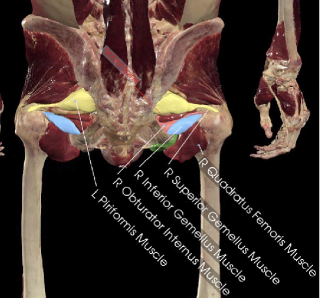 <p>Innervation of the deep hip rotators</p>