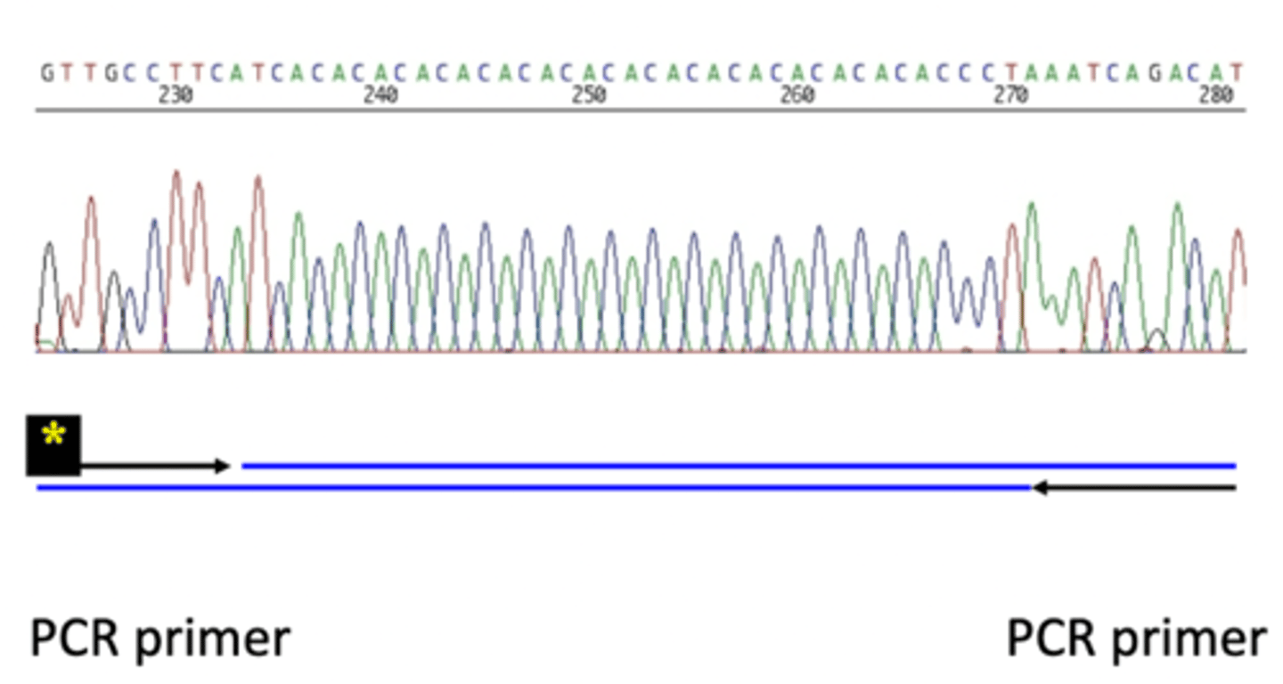 <p>- AC repeat in the microsatellite</p><p>- PCR primers flank the sequence from the outside</p><p>- primer needs to begin at a unique sequence</p><p>- if primer is located in the microsatellite sequence you would get multiple products</p>