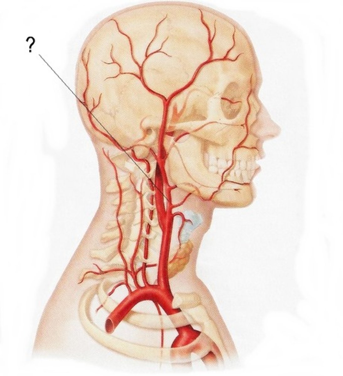 <p>Artery that supplies blood to the anterior (front) parts of the scalp, ear, face, neck, and sides of the head; branches off from the common carotid arteries</p>