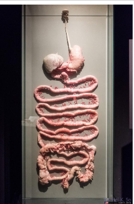 <p>the whole passage where food passes through the body through mouth to anus</p><ul><li><p>includes mouth, pharynx, esophagus, stomach (small duodenum, jejunum, ileum) intestine and large intestine/colon (ascending, transverse, descending, sigmoid, cecum, appendix), rectum, anus </p></li></ul><p></p>